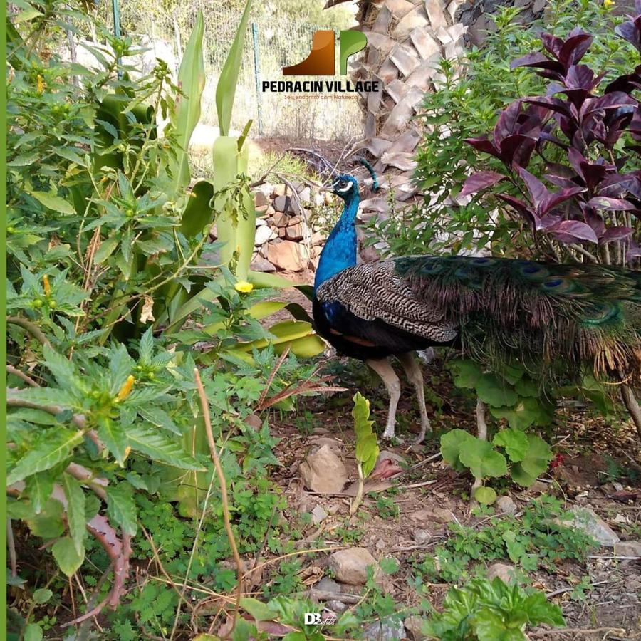 Pedracin Village Ribeira Grande Εξωτερικό φωτογραφία